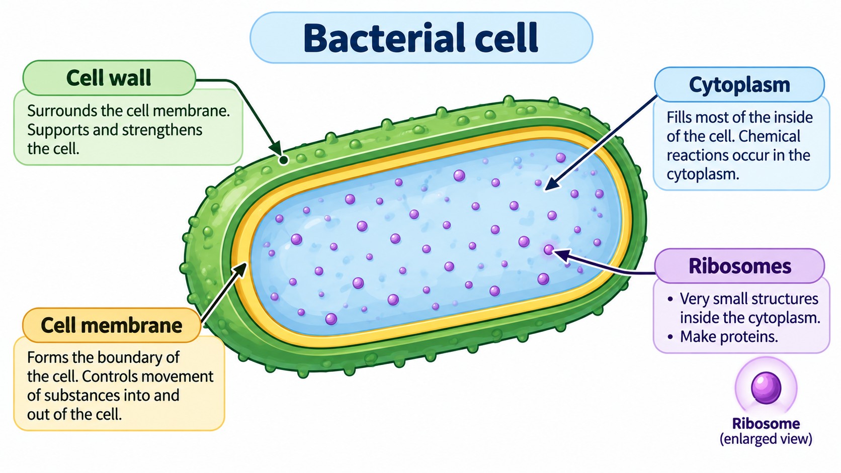 Prokaryotic Cells — Visual 5 — Bacterial cell construction