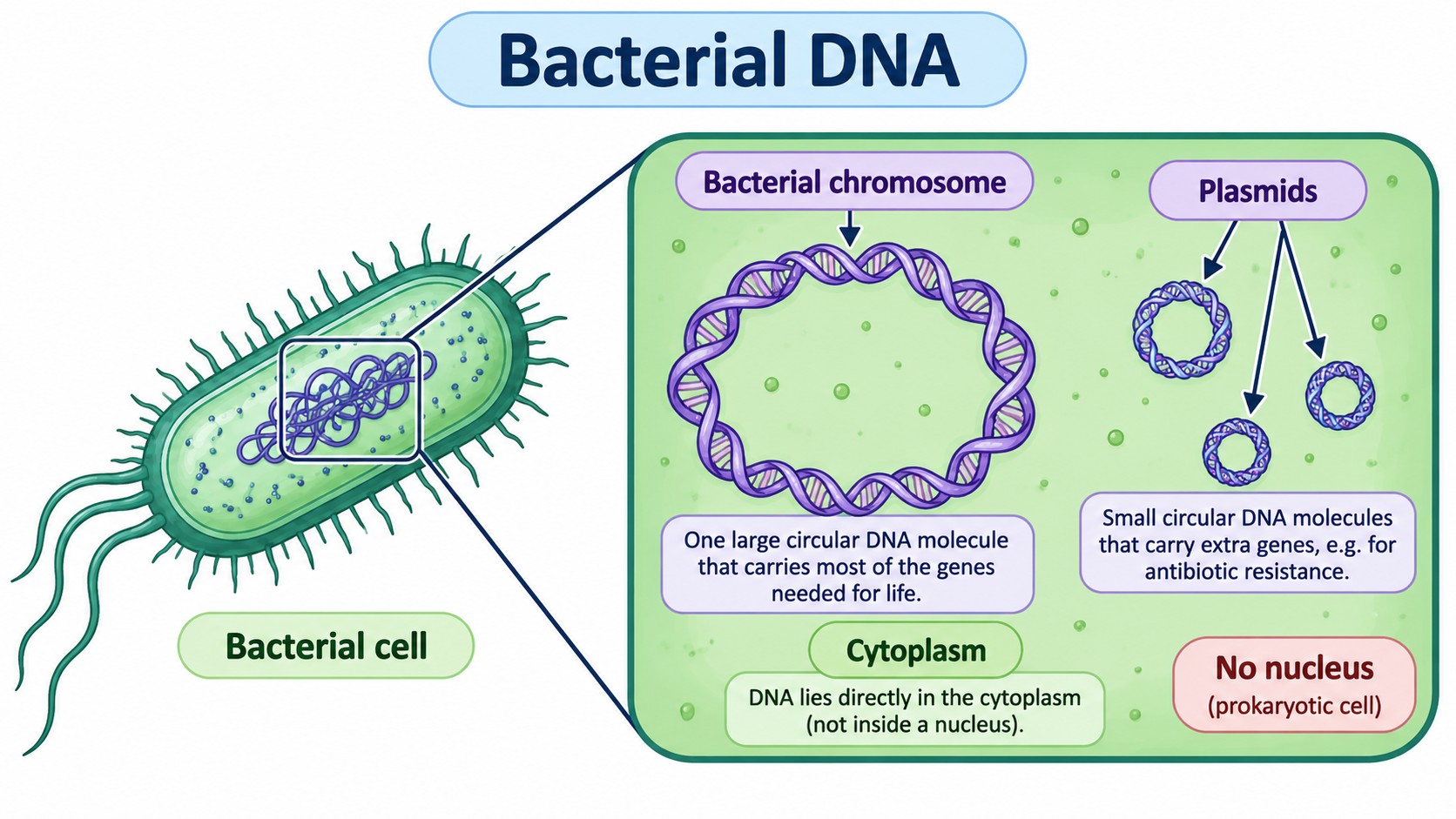 Prokaryotic Cells — Visual 6 — Bacterial DNA