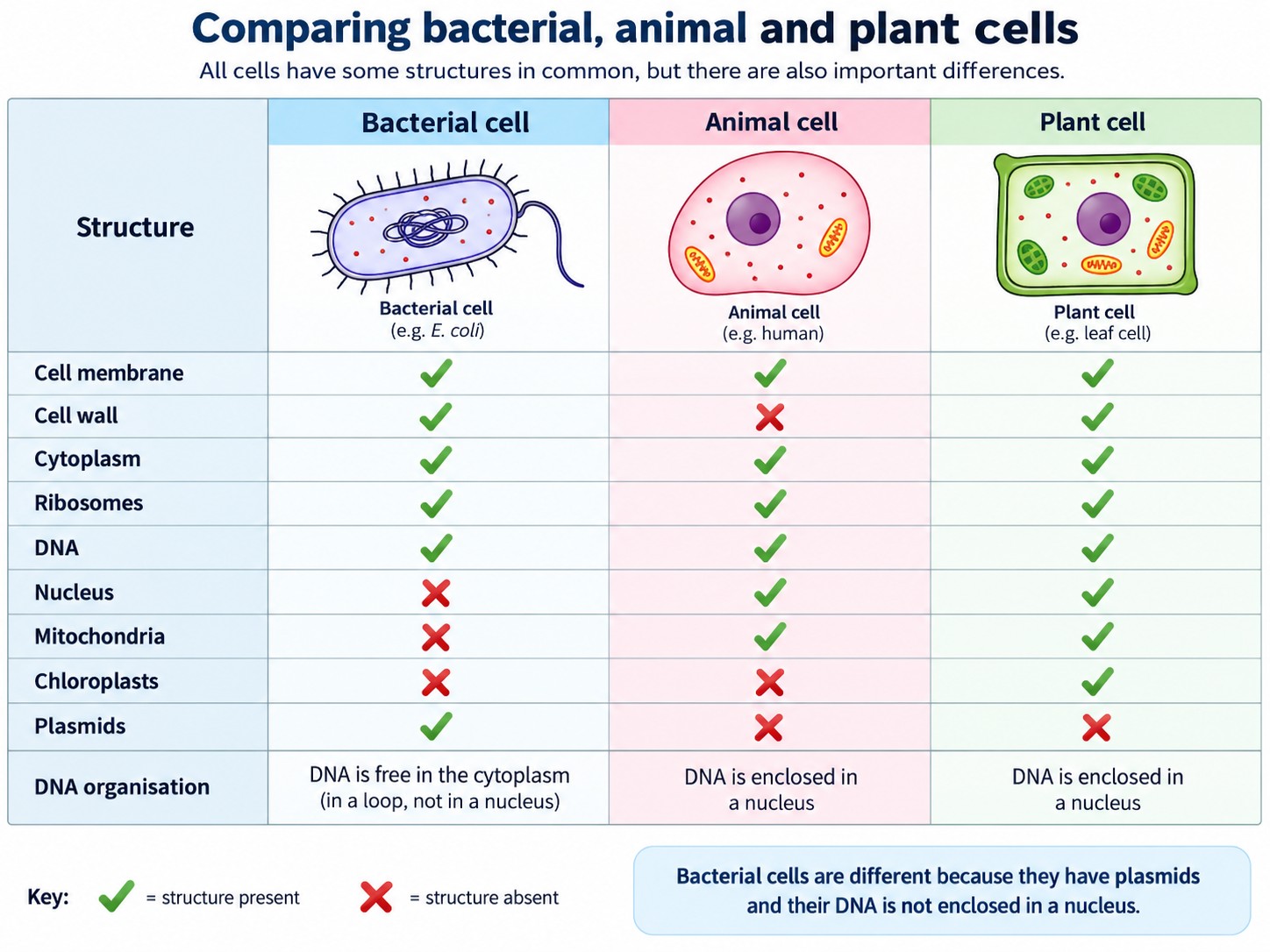 Prokaryotic Cells — Visual 8 — Cell comparison