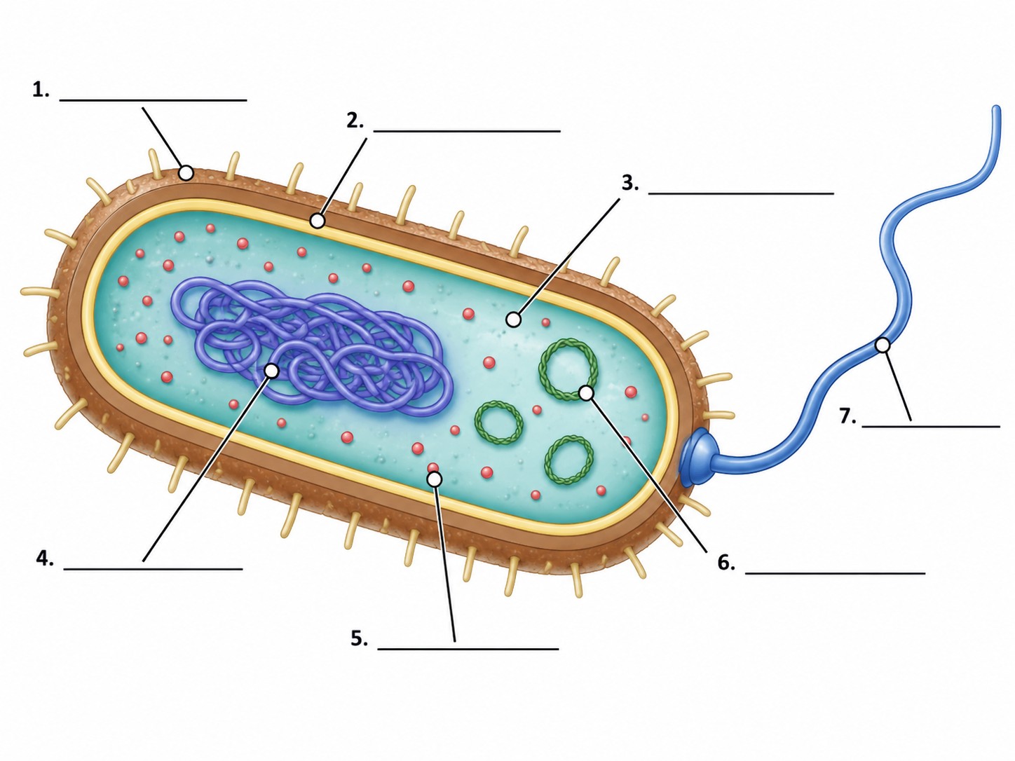 Prokaryotic Cells — Visual 9 — Identify the structures and their functions