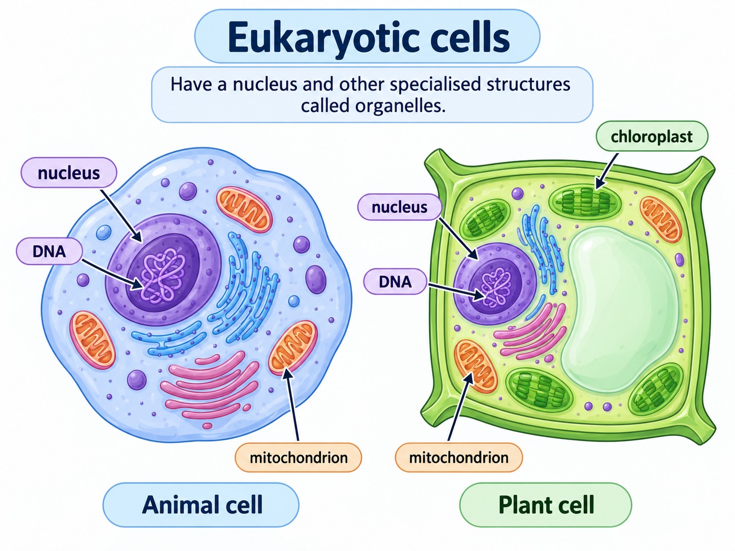 Prokaryotic Cells — Visual 2 — Eukaryotic cells