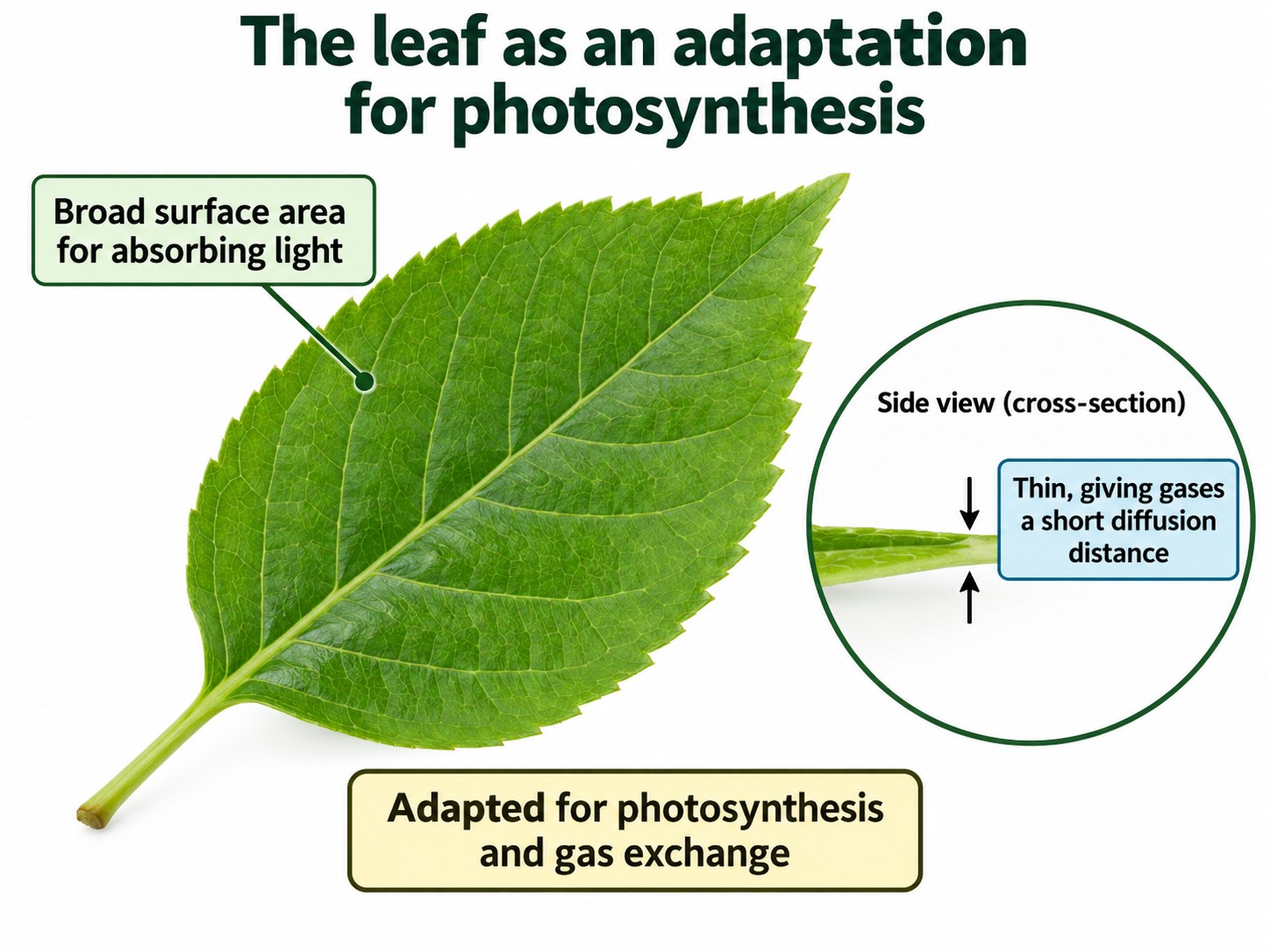 Photosynthesis — Visual 2 — The leaf as an adaptation for photosynthesis
