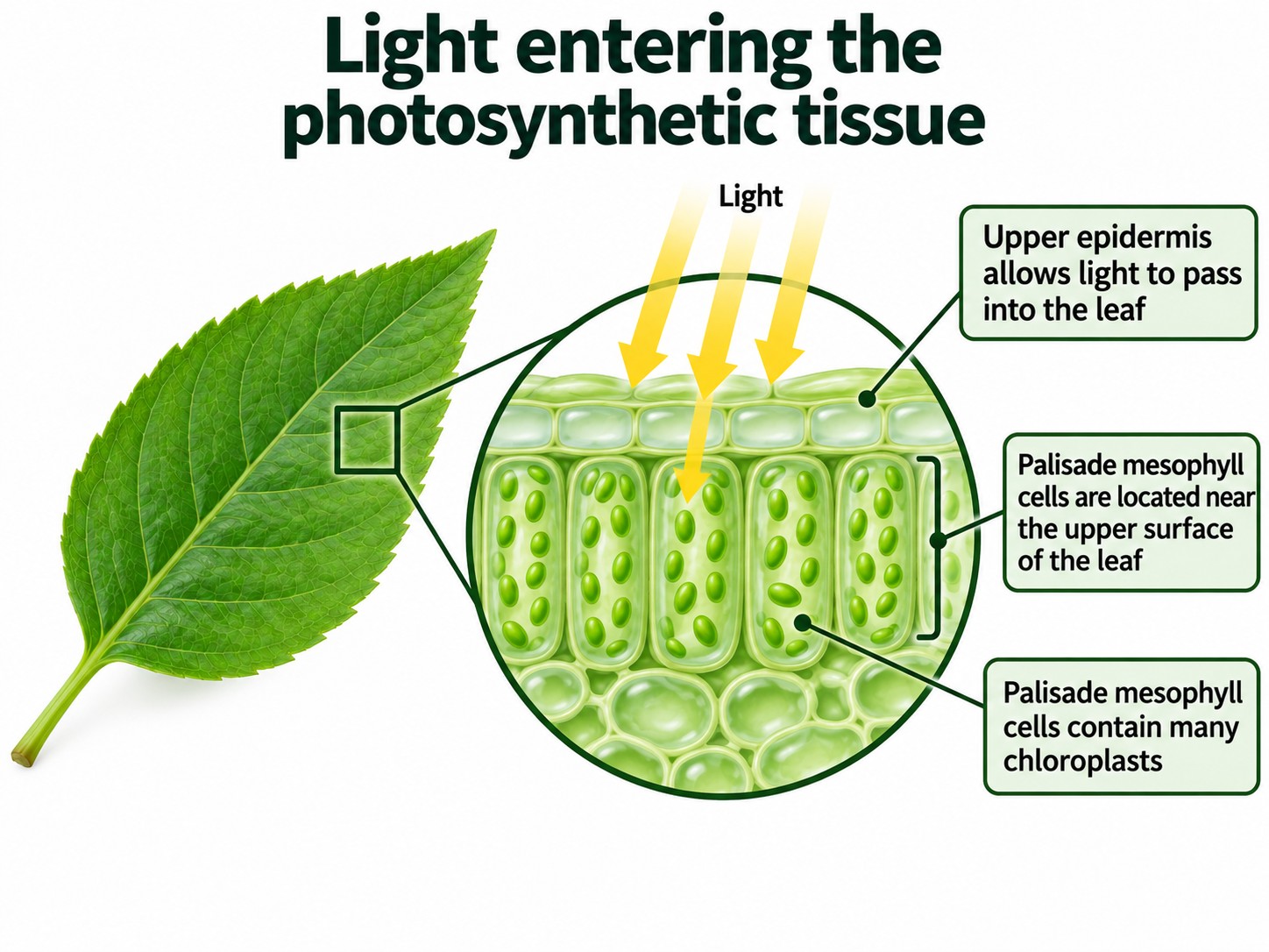 Photosynthesis — Visual 3 — Light entering the photosynthetic tissue