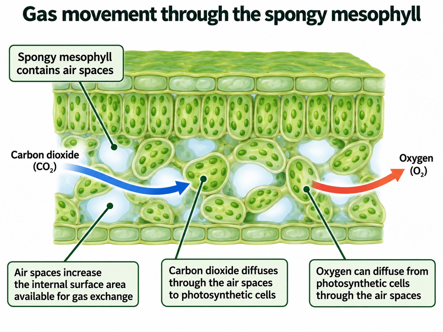 Photosynthesis — Visual 4 — Gas movement through the spongy mesophyll