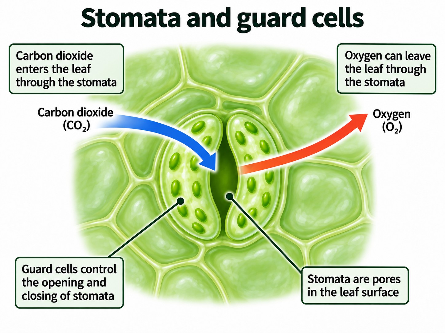 Photosynthesis — Visual 5 — Stomata and guard cells
