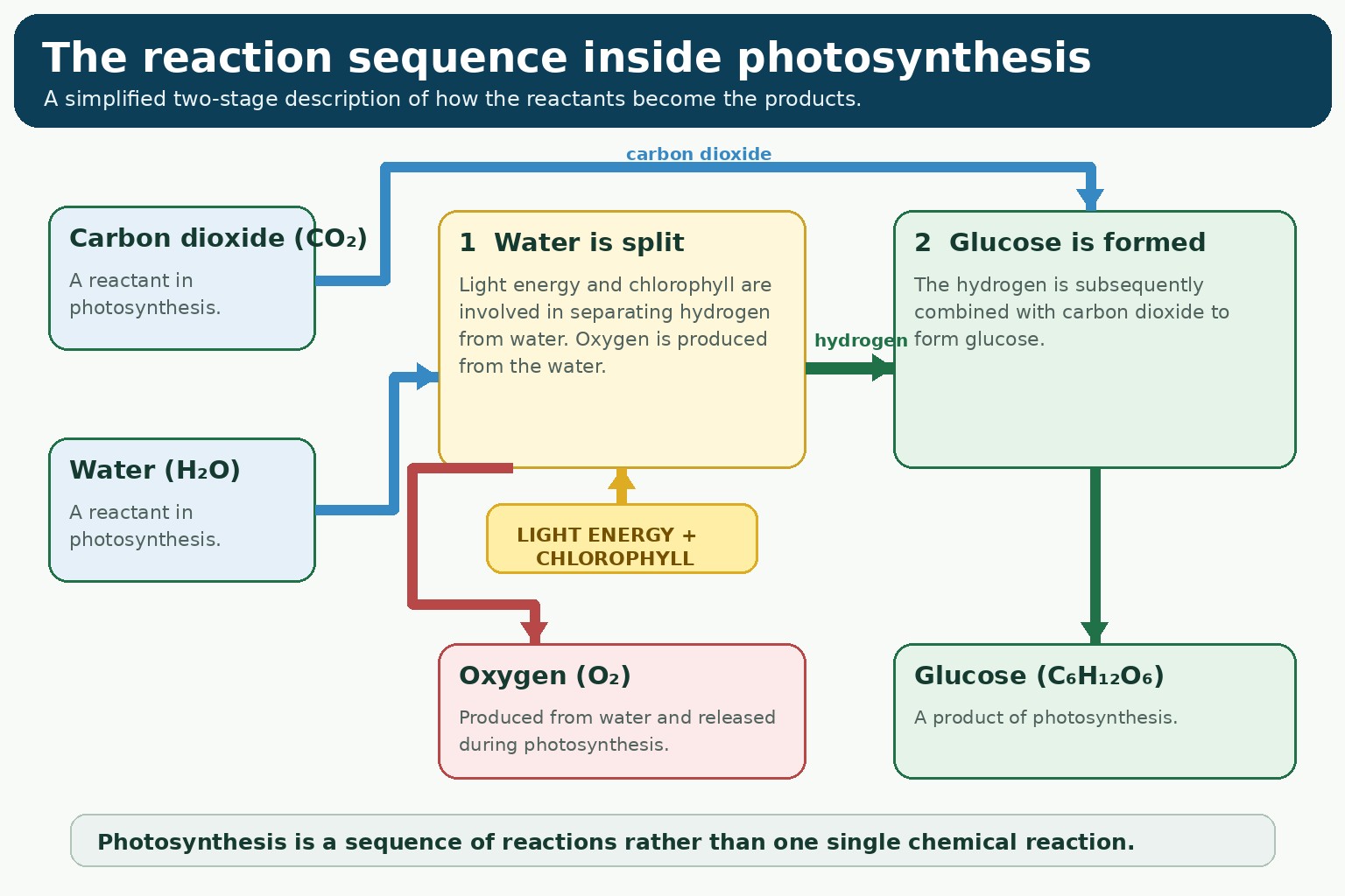 Photosynthesis — Visual 8 — The reaction sequence inside photosynthesis