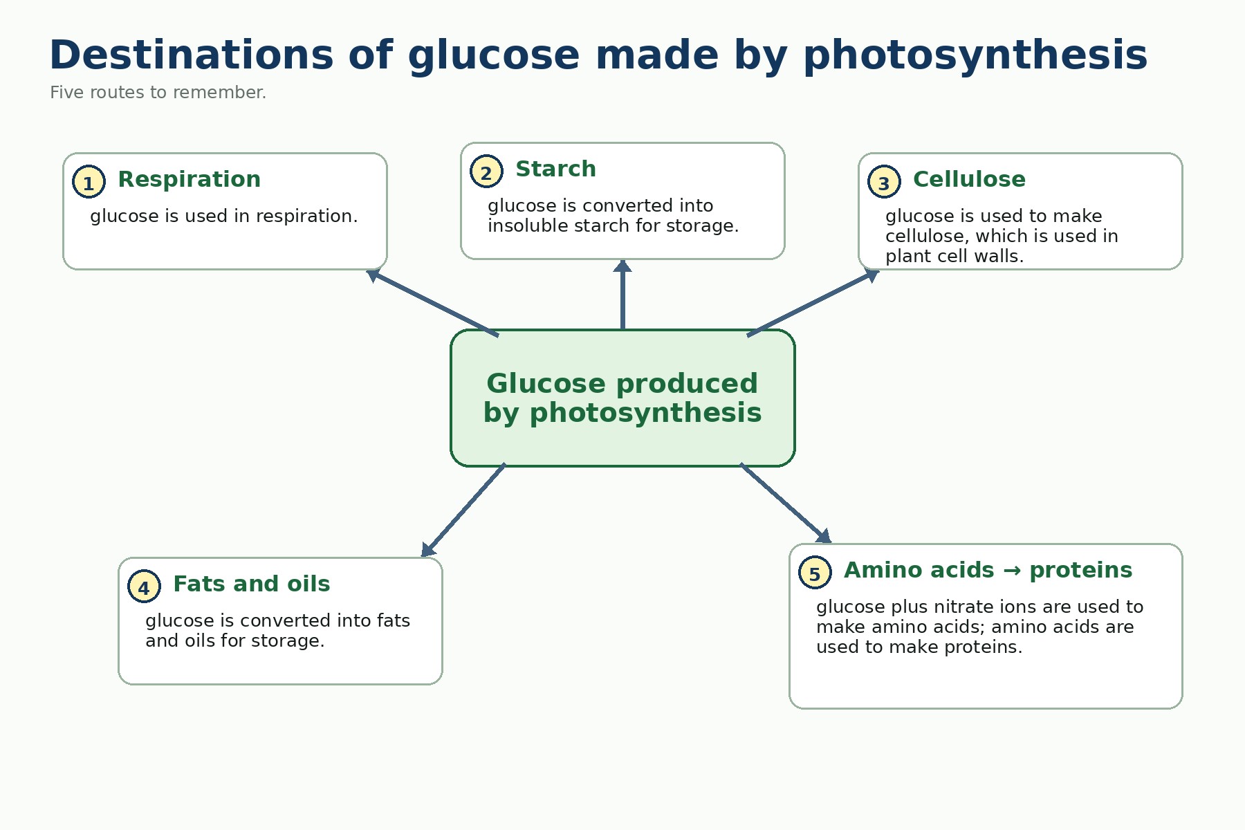 Photosynthesis — Visual 10 — The destinations of glucose