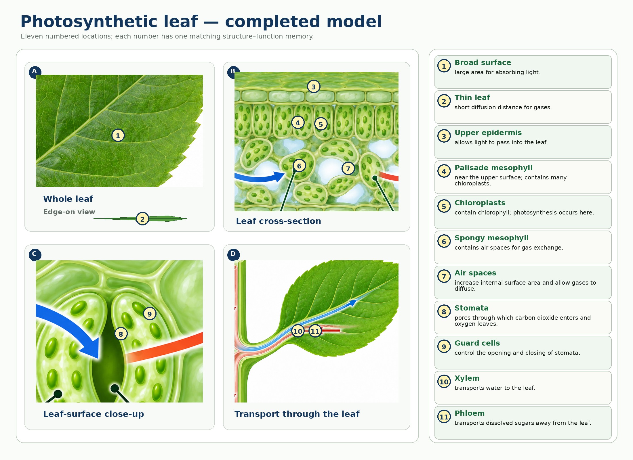 Photosynthesis — Visual 6 — Transport to and from the leaf