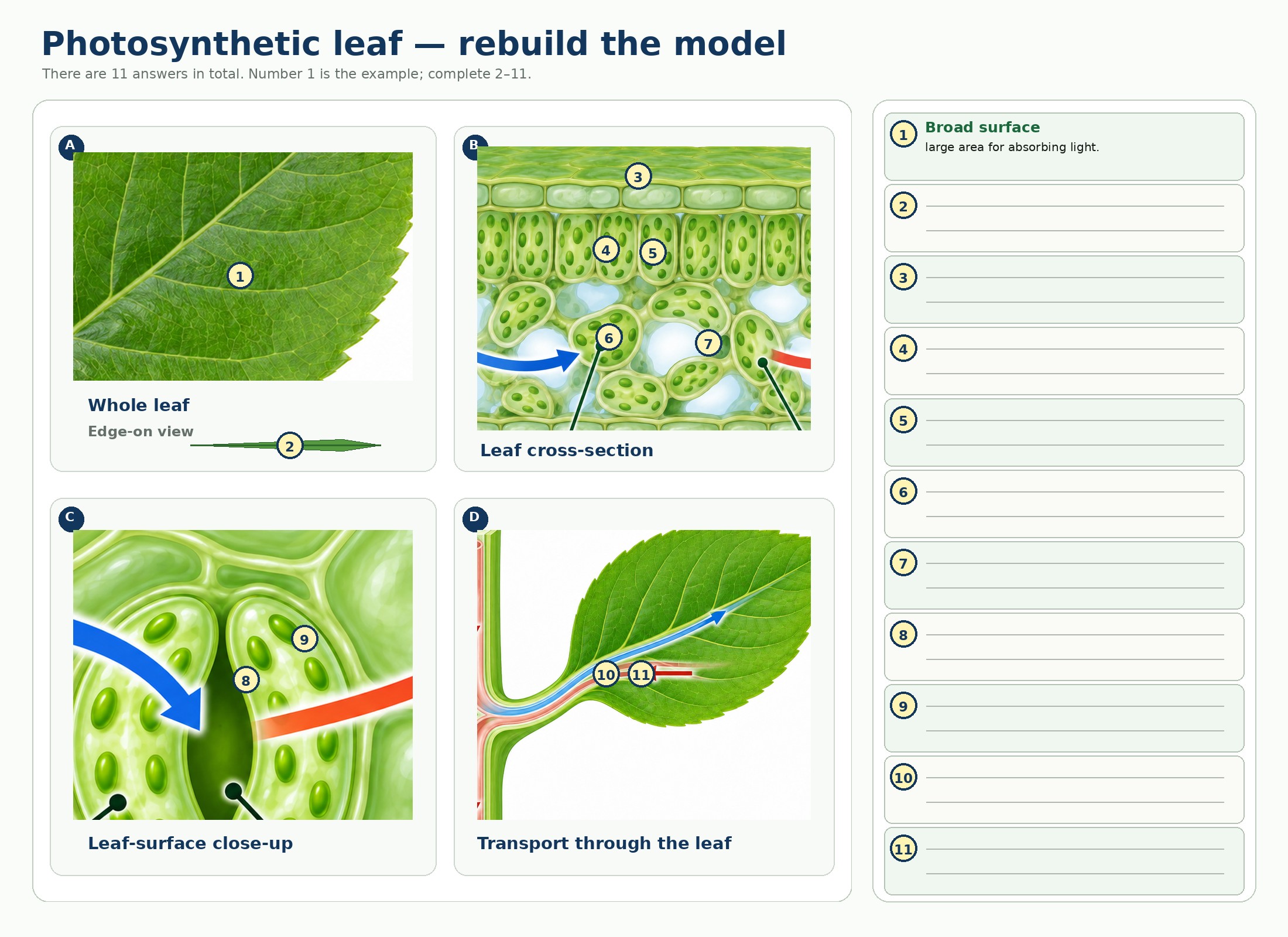 Photosynthesis — Section 15 — Retrieval task 3 — Rebuild a leaf for photosynthesis