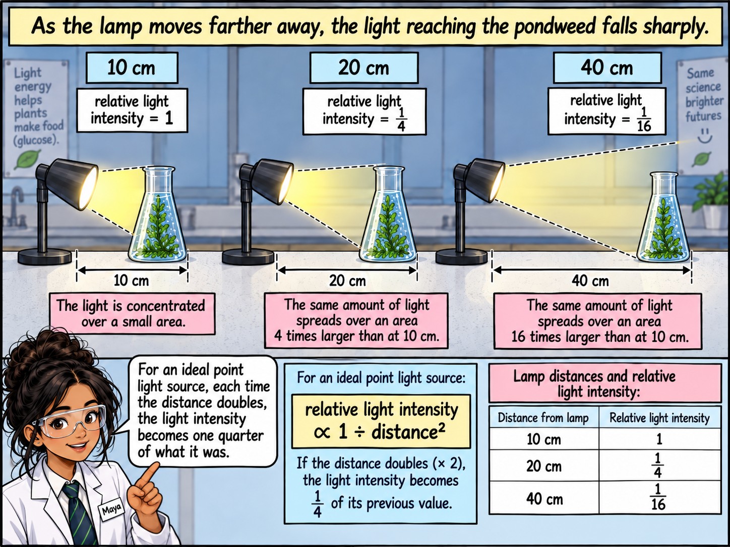 Measuring the Rate of Photosynthesis — Visual 6 — Lamp distance is not the same as light intensity