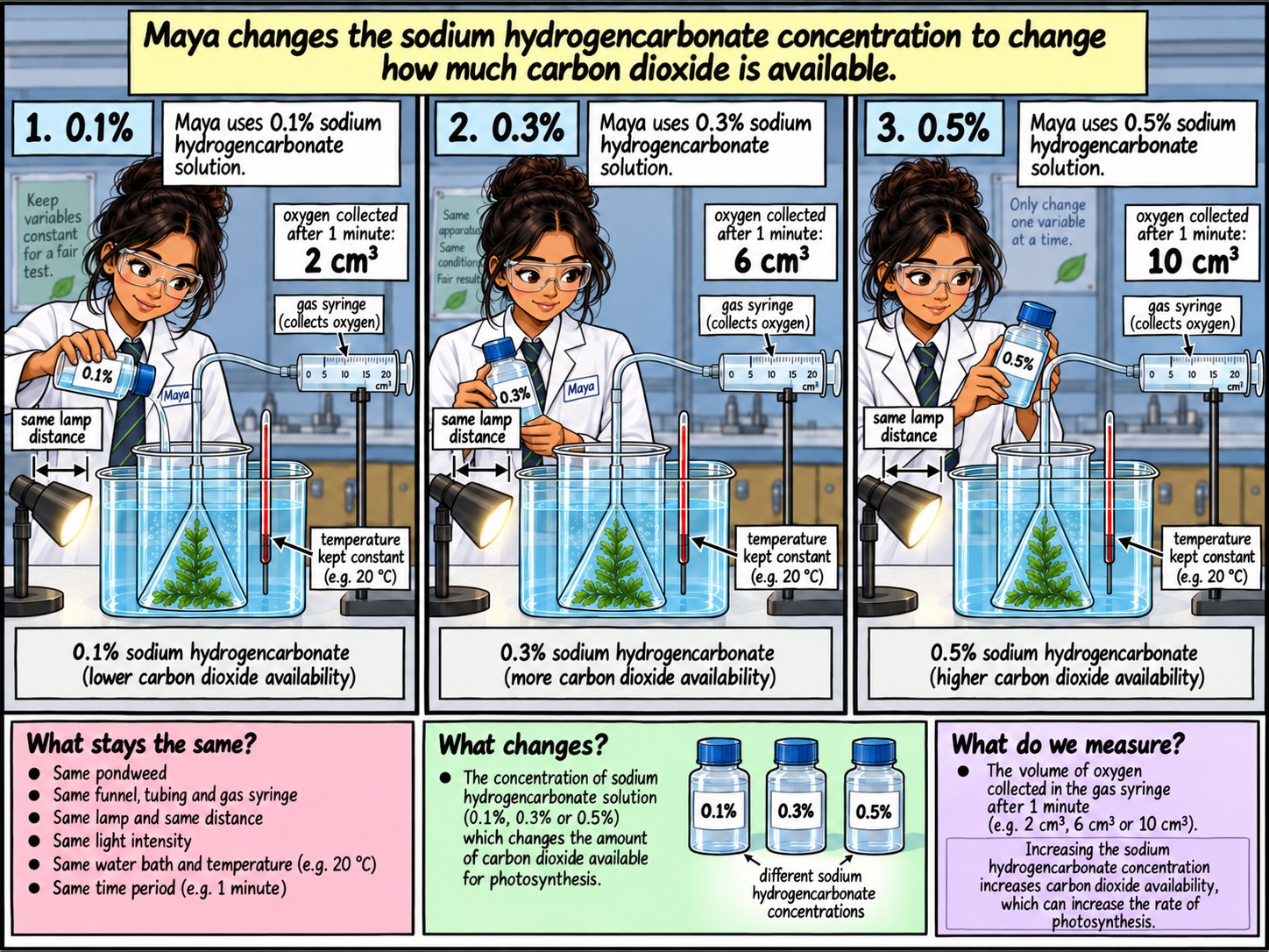 Factors Affecting the Rate of Photosynthesis — Section 1 — Investigating another factor: carbon dioxide