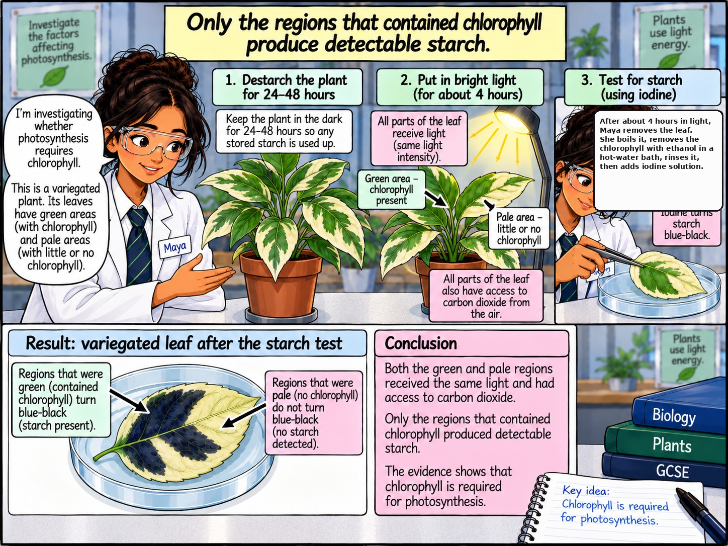 Evidence for What Photosynthesis Requires — Section 7 — Does photosynthesis require chlorophyll?