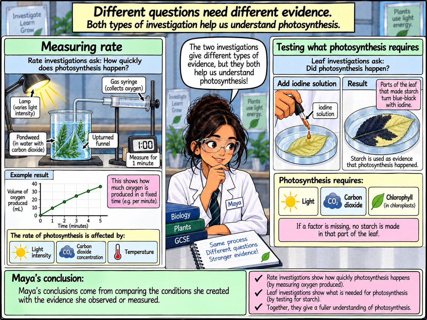Evidence for What Photosynthesis Requires — Section 8 — What have we discovered?