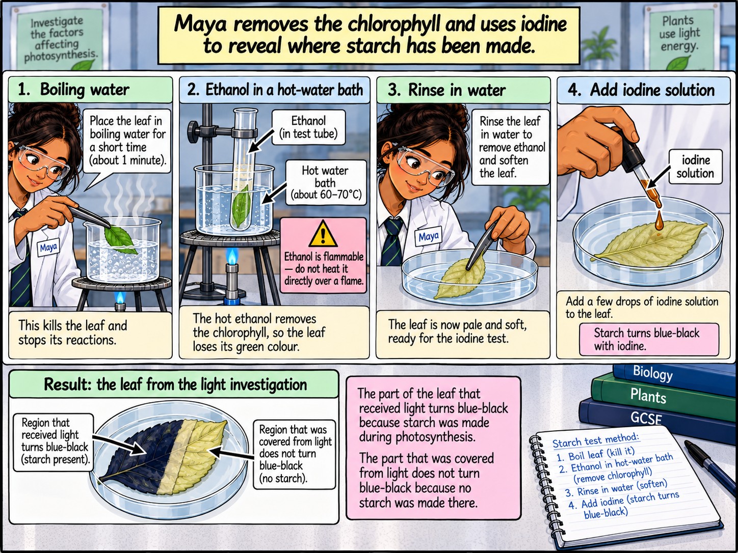 Evidence for What Photosynthesis Requires — Section 4 — Testing the leaf for starch