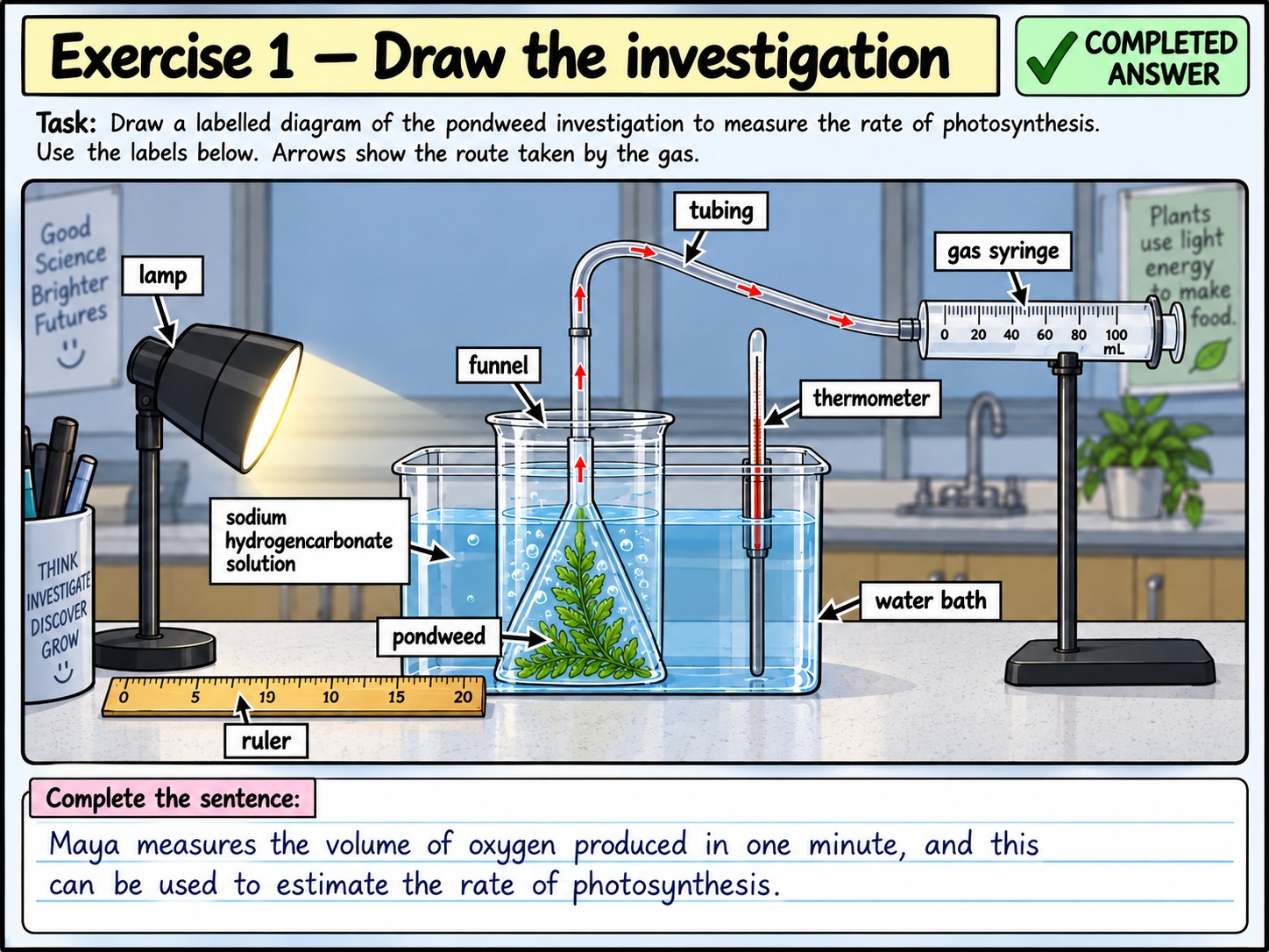 Measuring the Rate of Photosynthesis — Section 9 — Exercise 1 — Draw the investigation